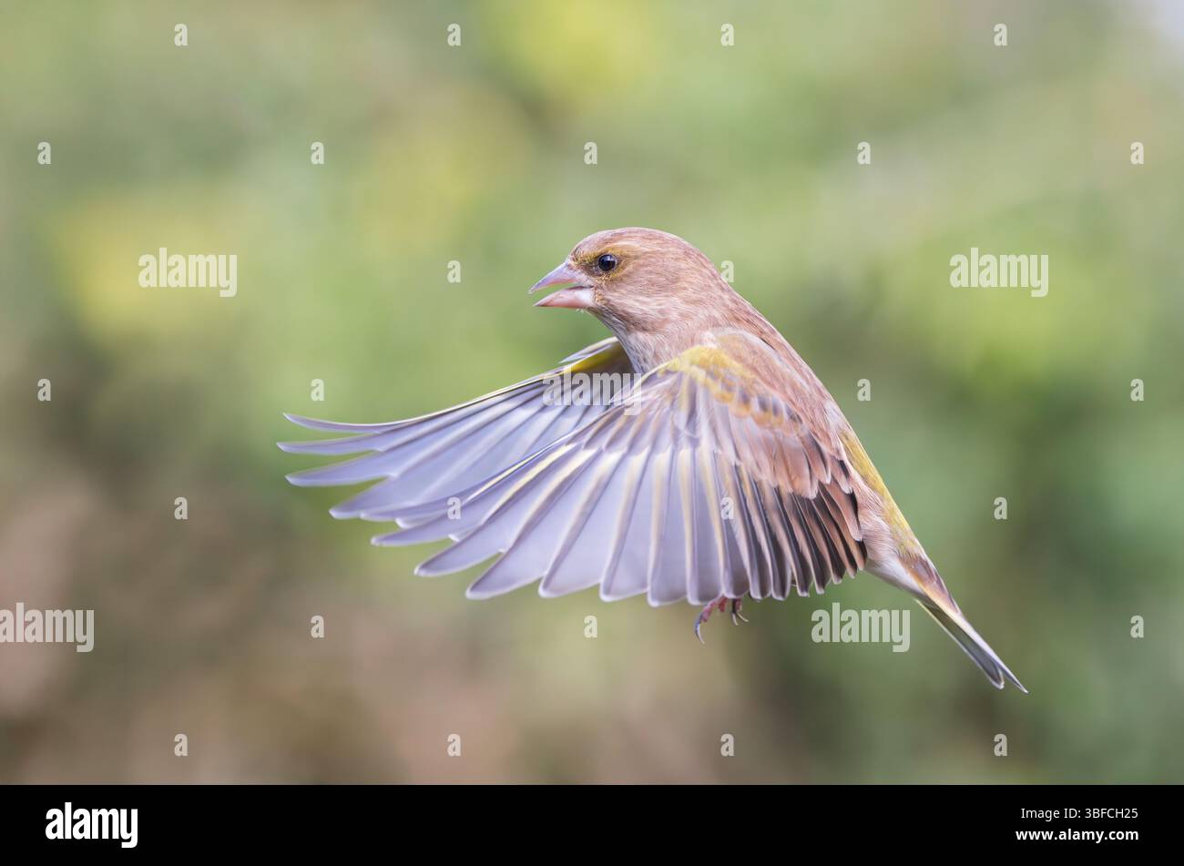 Greenfinch [ Chloris chloris ] en vol Banque D'Images