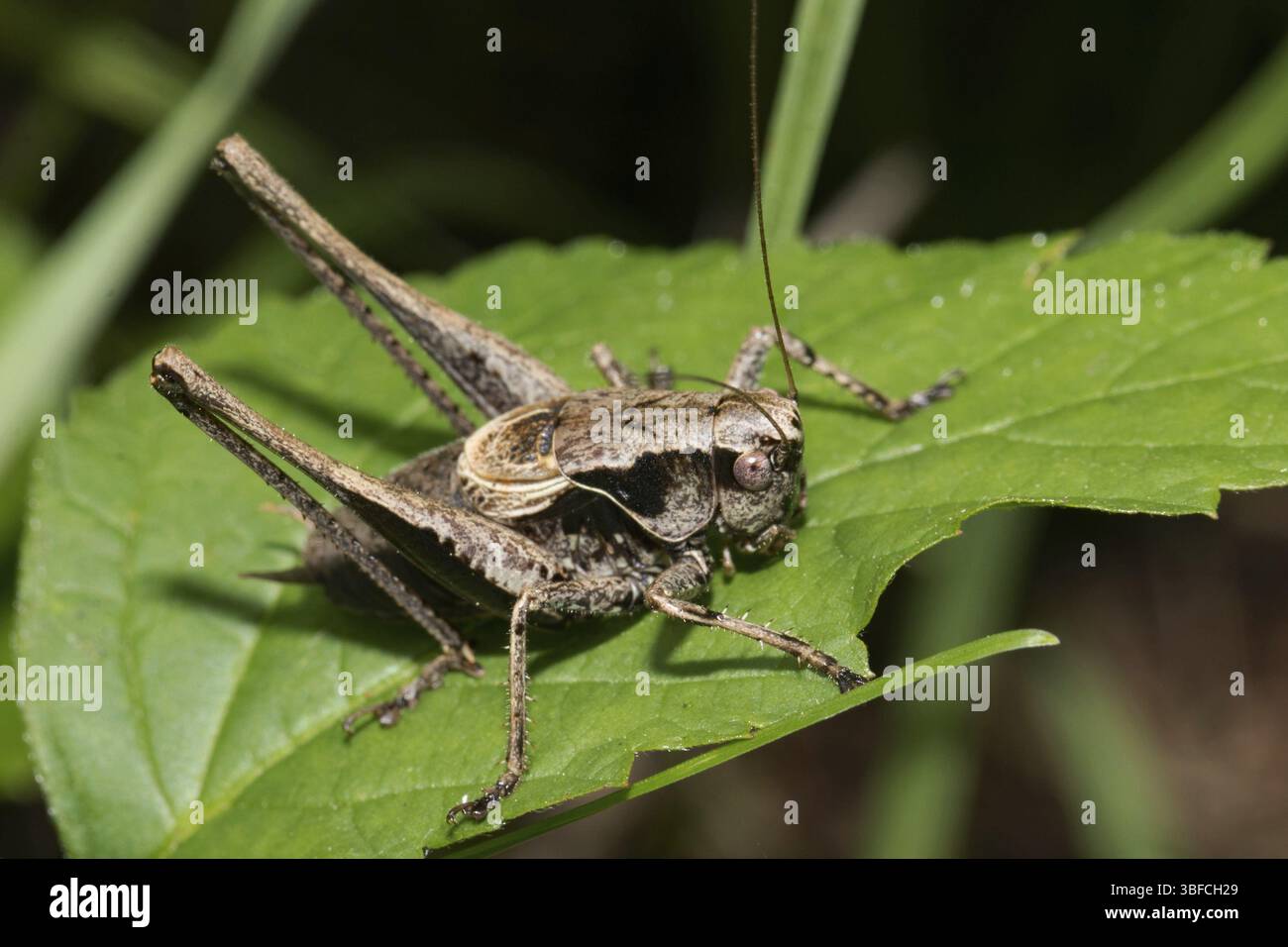 Cricket de brousse commun, cricket de brousse foncé (PHolidoptera griseoaptera) Banque D'Images