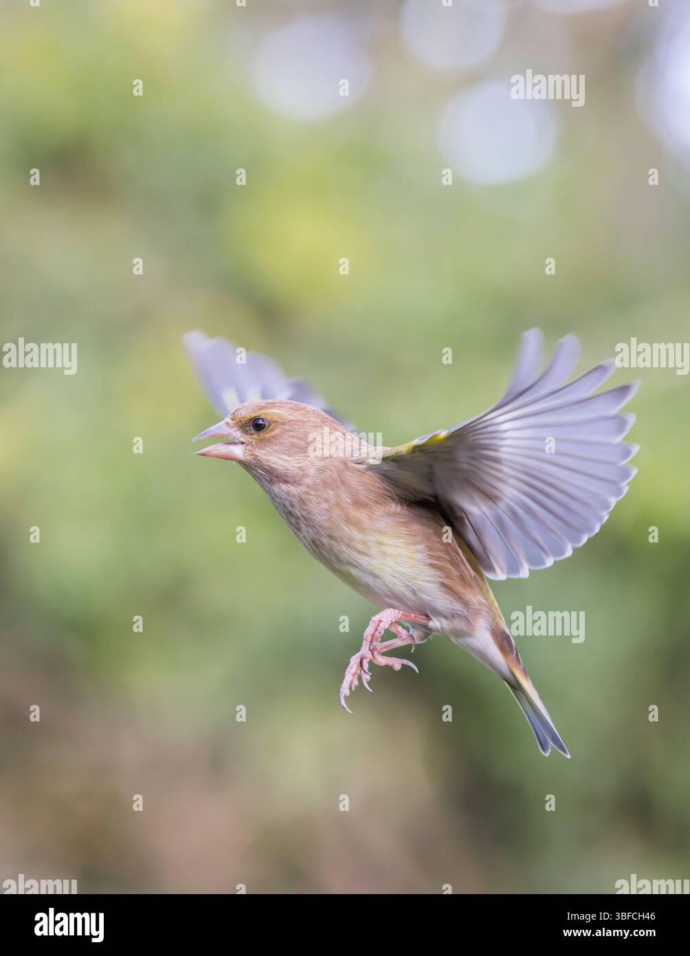 Greenfinch [ Chloris chloris ] en vol Banque D'Images