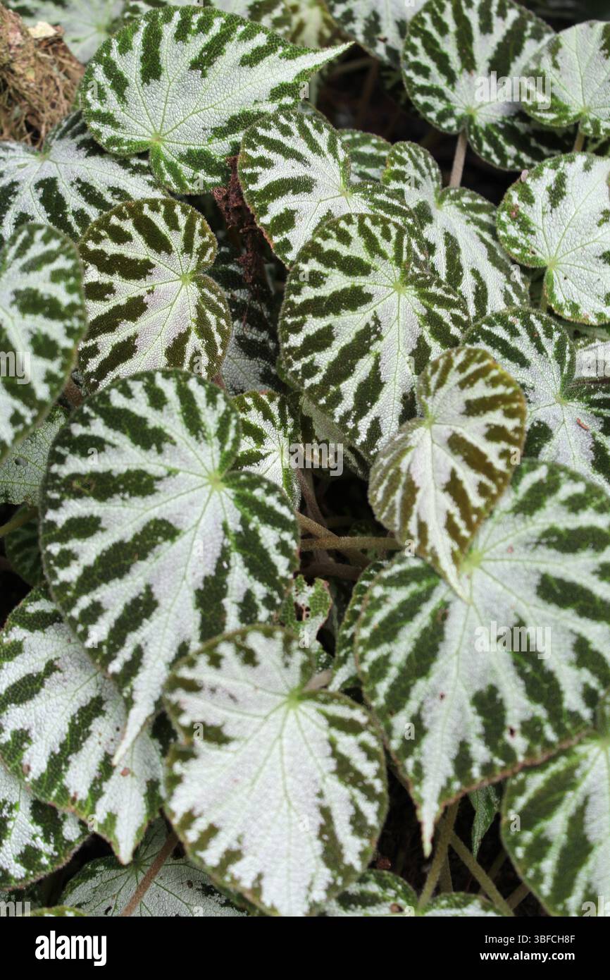 Gros plan abstrait de feuilles de bégonia vertes et blanches dans un jardin Banque D'Images