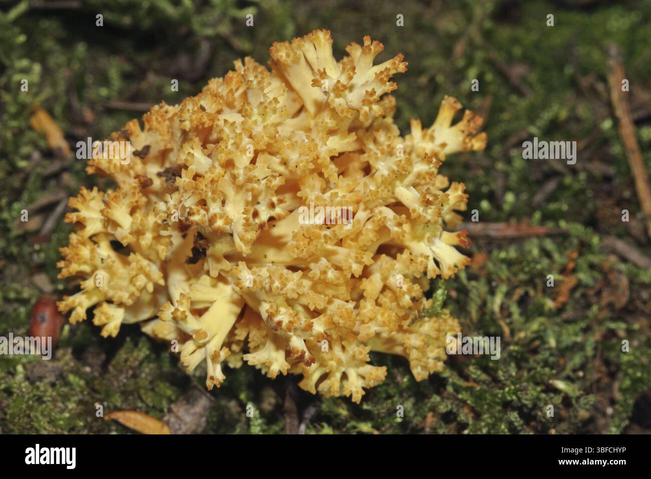 Corail de montagne orange (Ramaria largentii) Banque D'Images