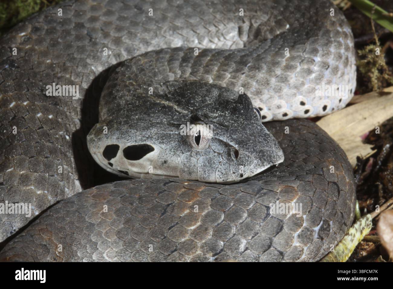 Additionneur de mort (Acanthophis antarcticus) Banque D'Images