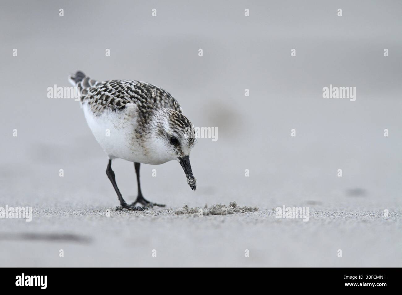 Bécasseau sanderling (Calidris alba) Banque D'Images
