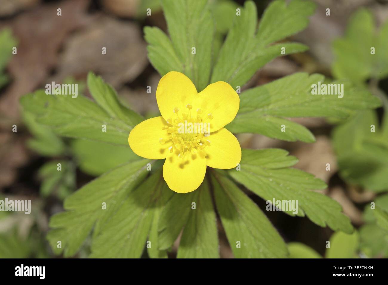 Anémone jaune (Anemone ranunculoides) Banque D'Images