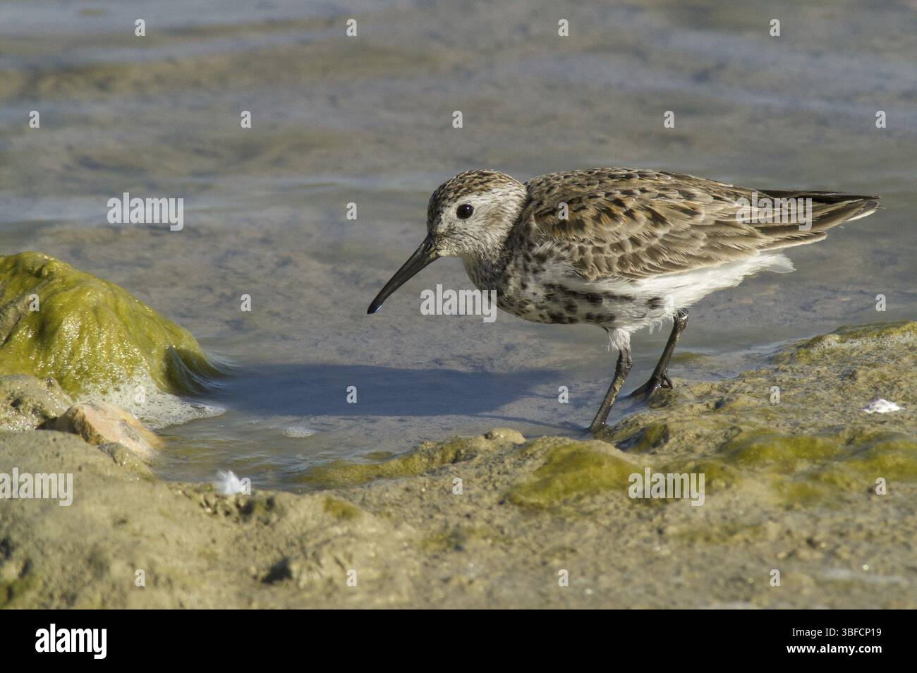 Le Bécasseau variable (Calidris alpina) Banque D'Images