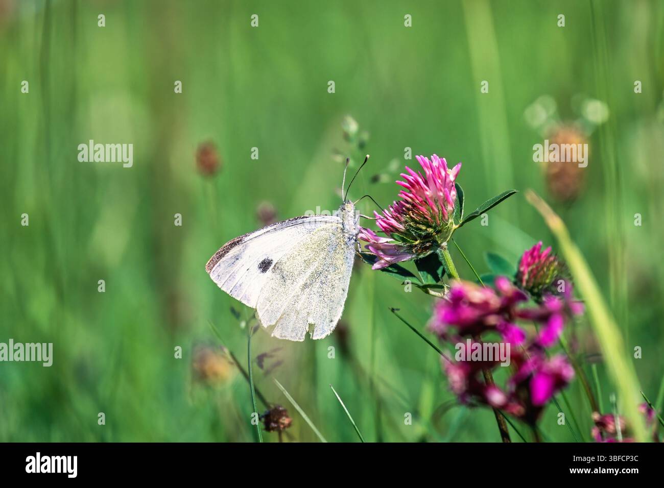 Grand papillon blanc sur une fleur de trèfle rouge dans un pré d'été Banque D'Images