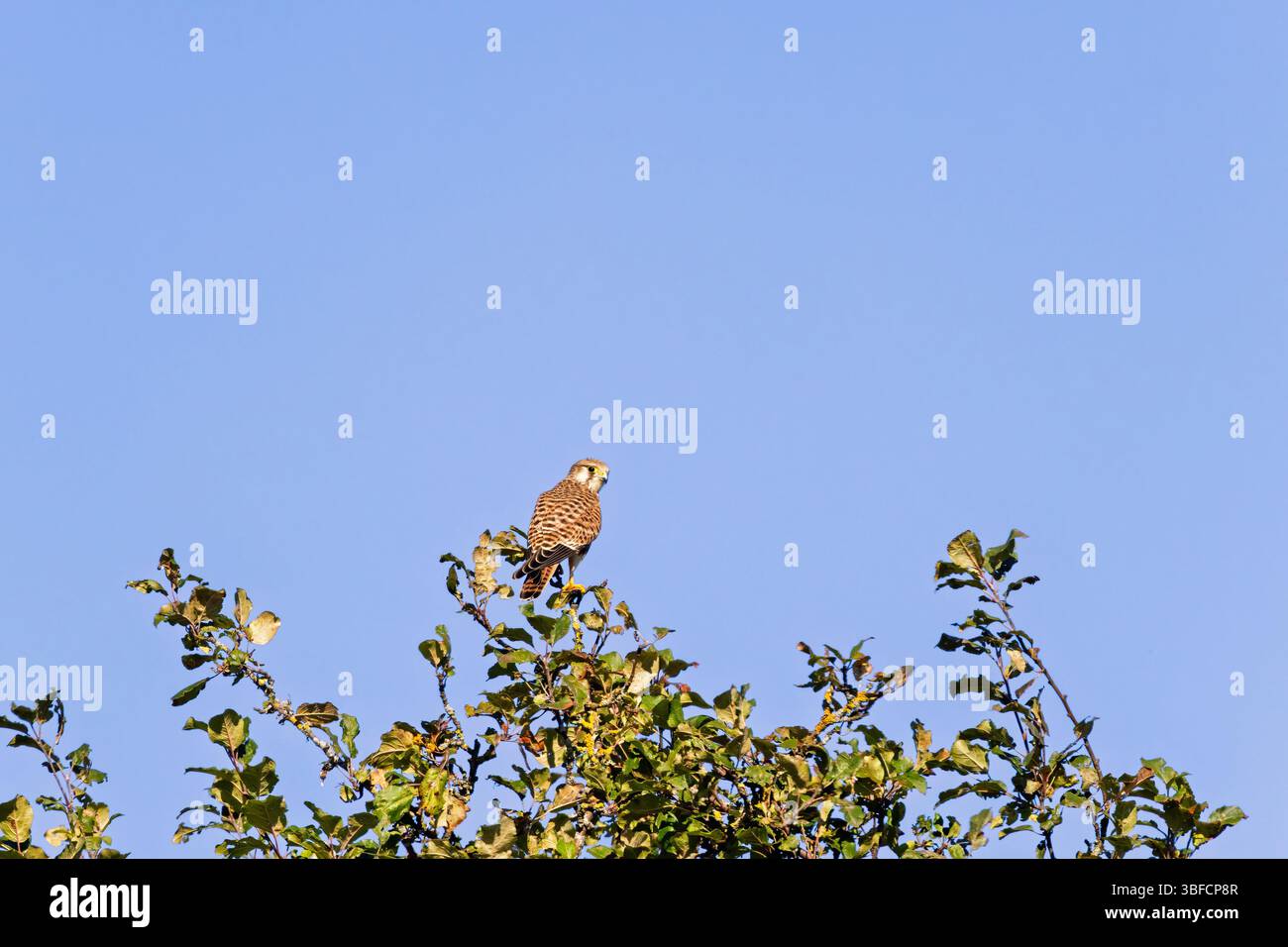European Kestrel assis sur une cime d'arbre contre un ciel bleu clair Banque D'Images