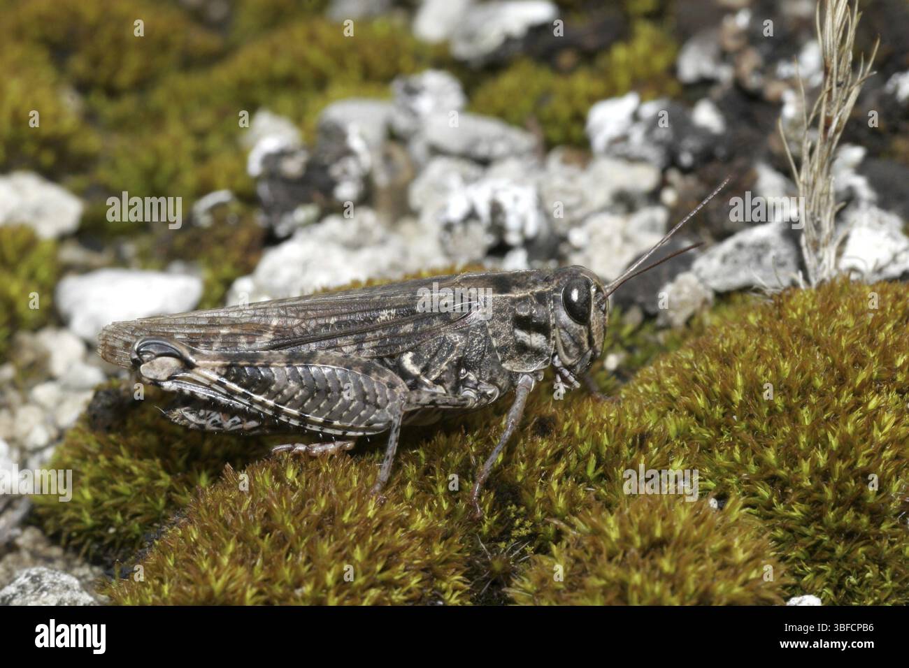 Calliptamus italicus (Calliptamus italicus) Banque D'Images