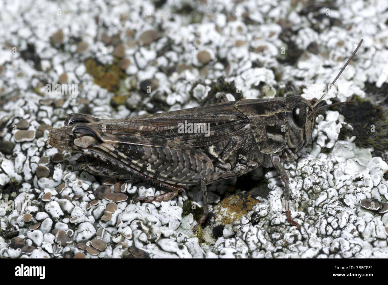 Calliptamus italicus (Calliptamus italicus) Banque D'Images