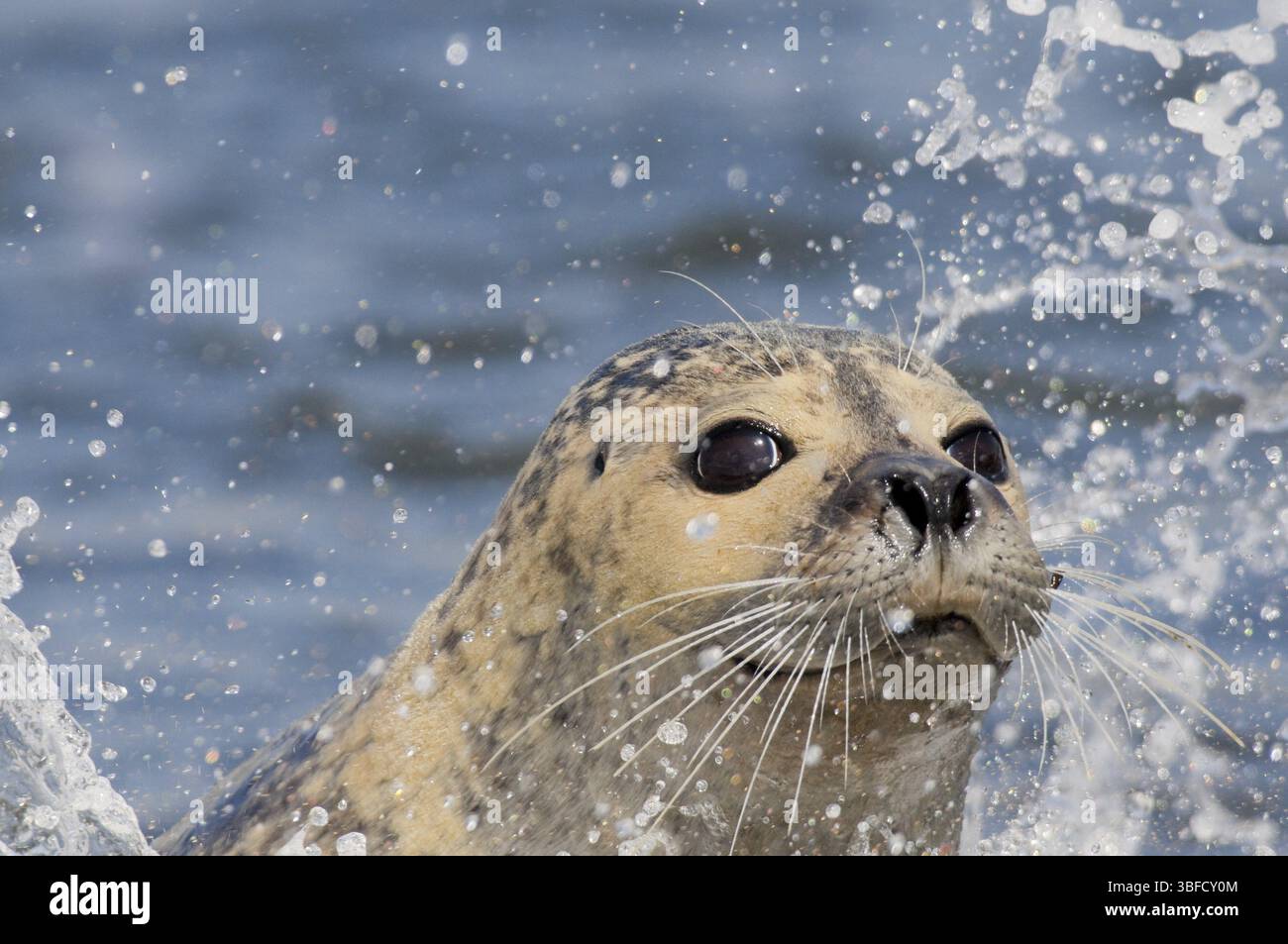 Phoque commun (Phoca vitulina) Banque D'Images