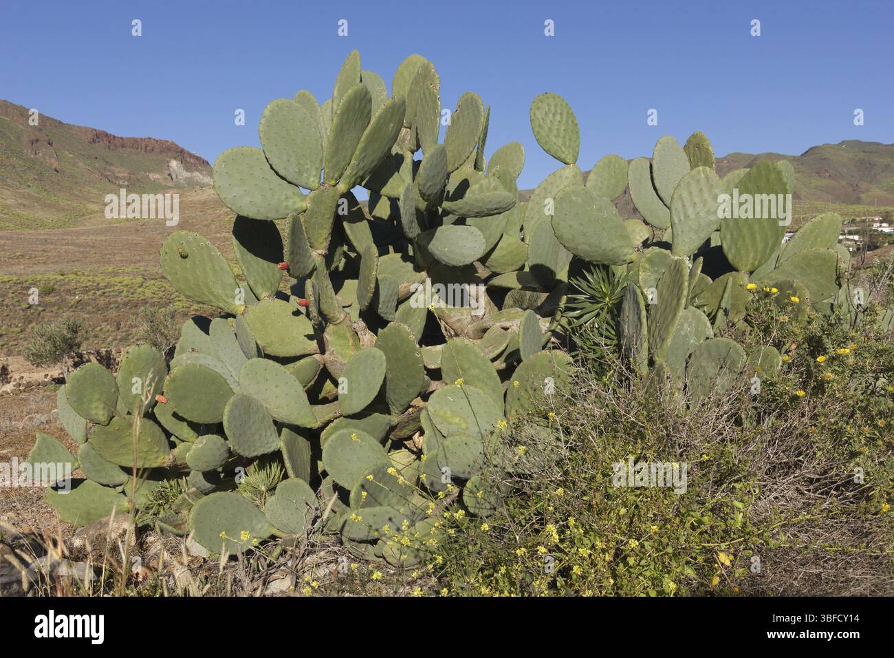 Opuntia (Opuntia) Banque D'Images