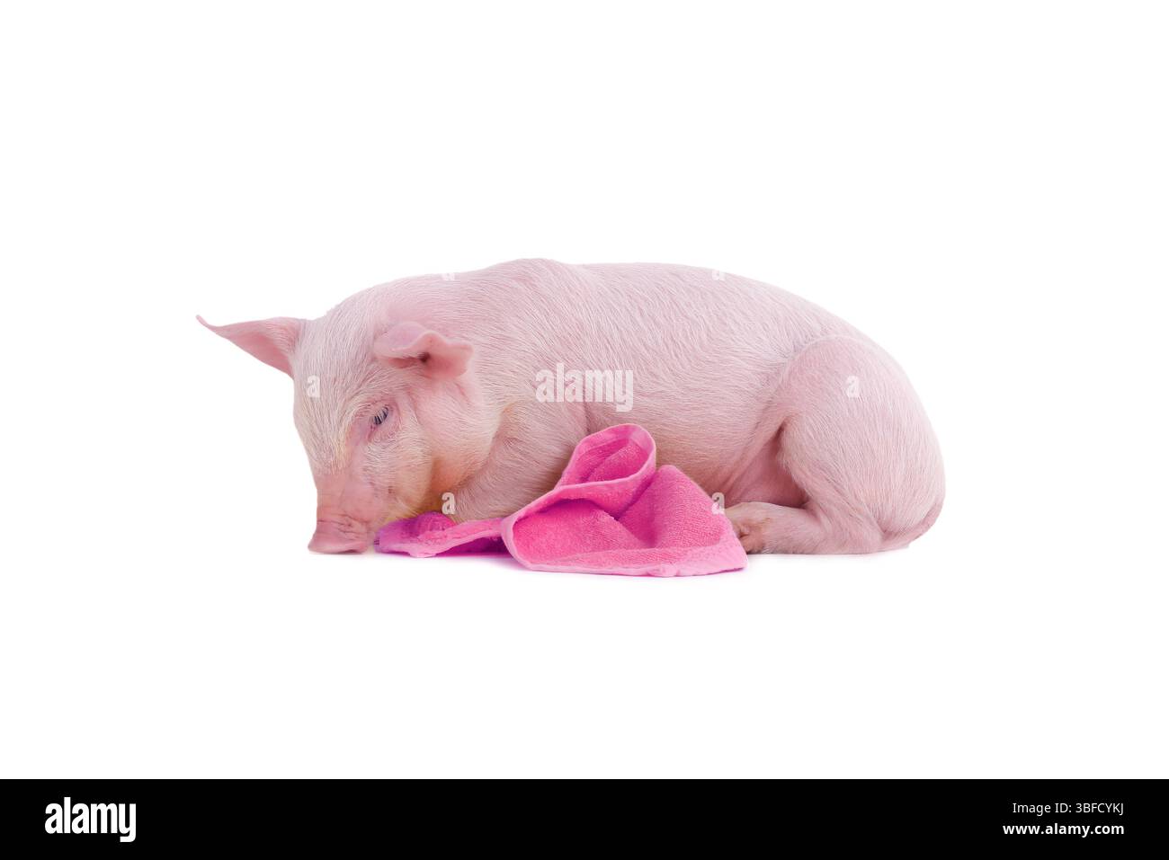 petit cochon avec serviette rose isolé sur fond blanc Banque D'Images