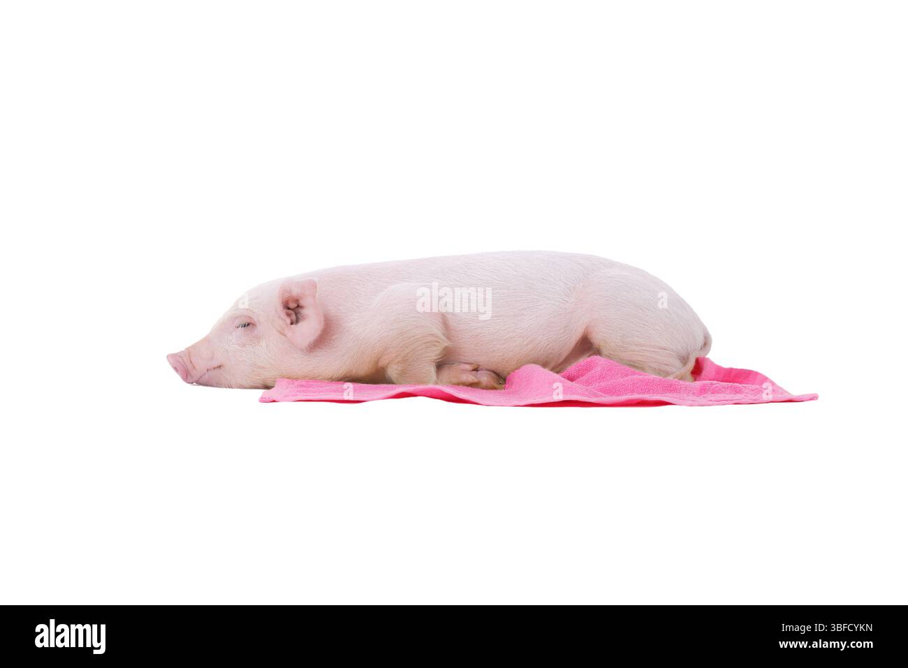 petit cochon avec serviette rose isolé sur fond blanc Banque D'Images