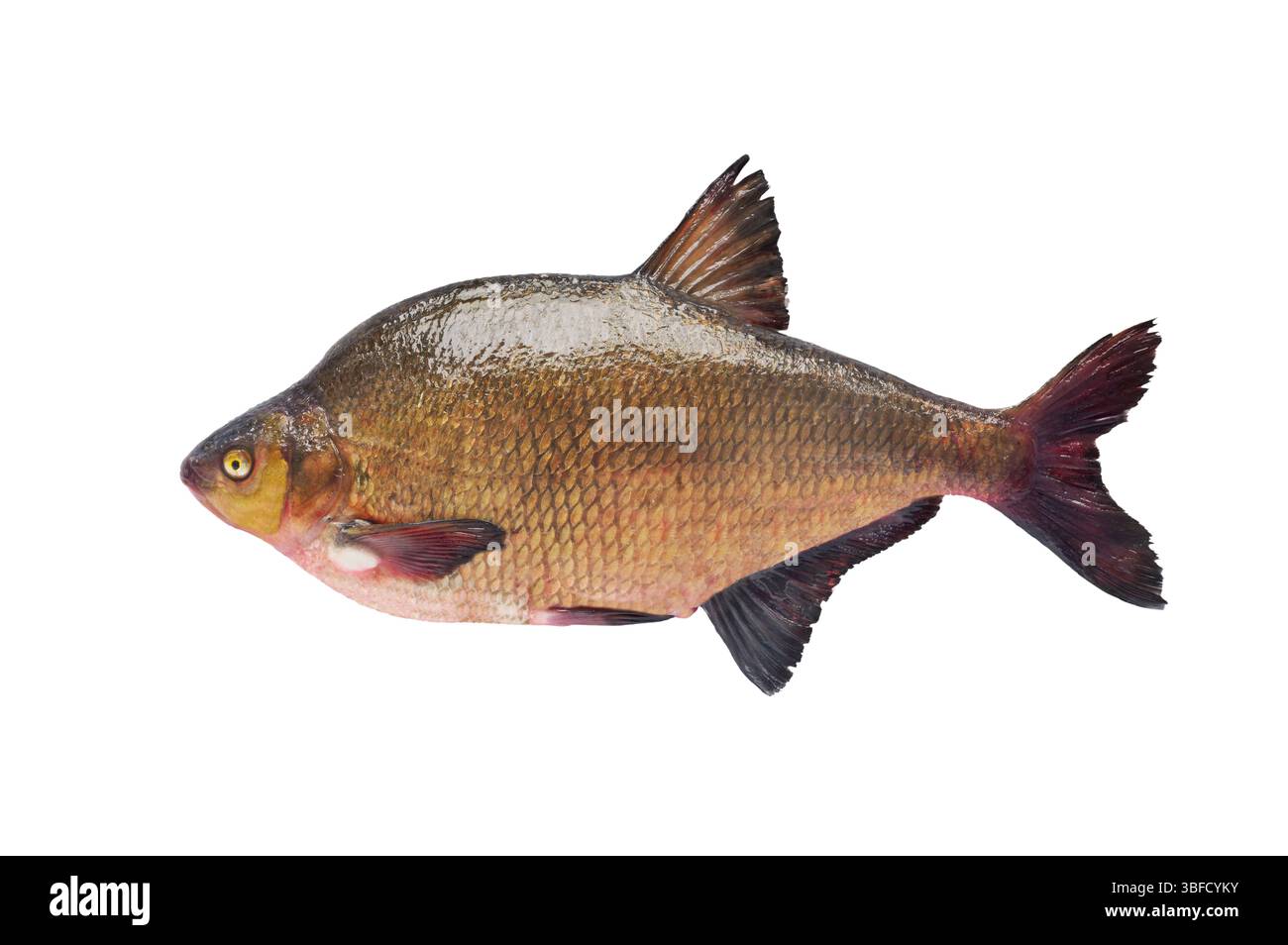 big bream isolé sur fond blanc Banque D'Images