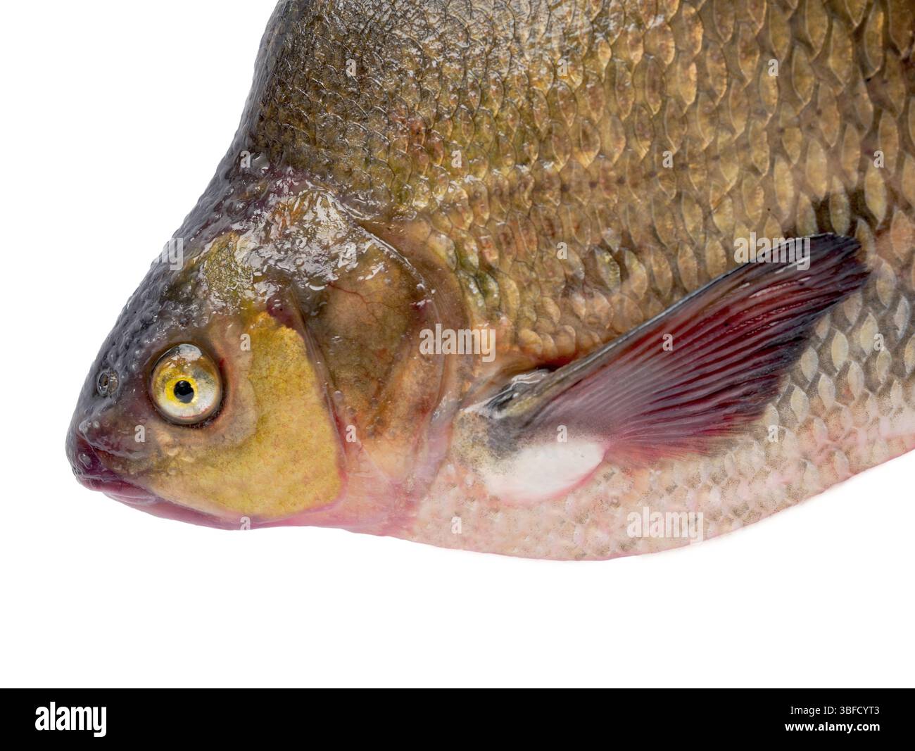 big bream isolé sur fond blanc Banque D'Images