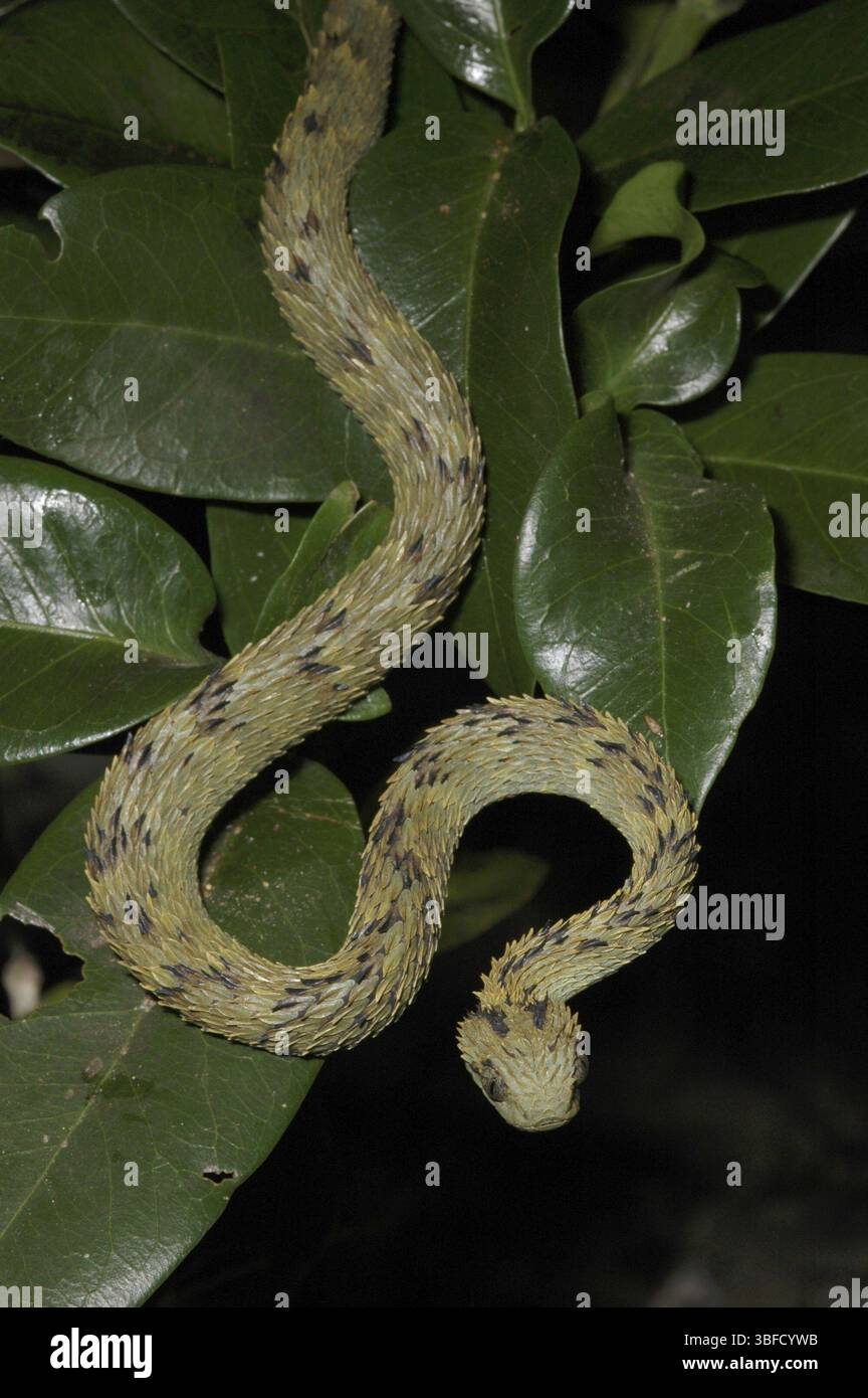 Vipère de Bush (Atheris hispida) Banque D'Images