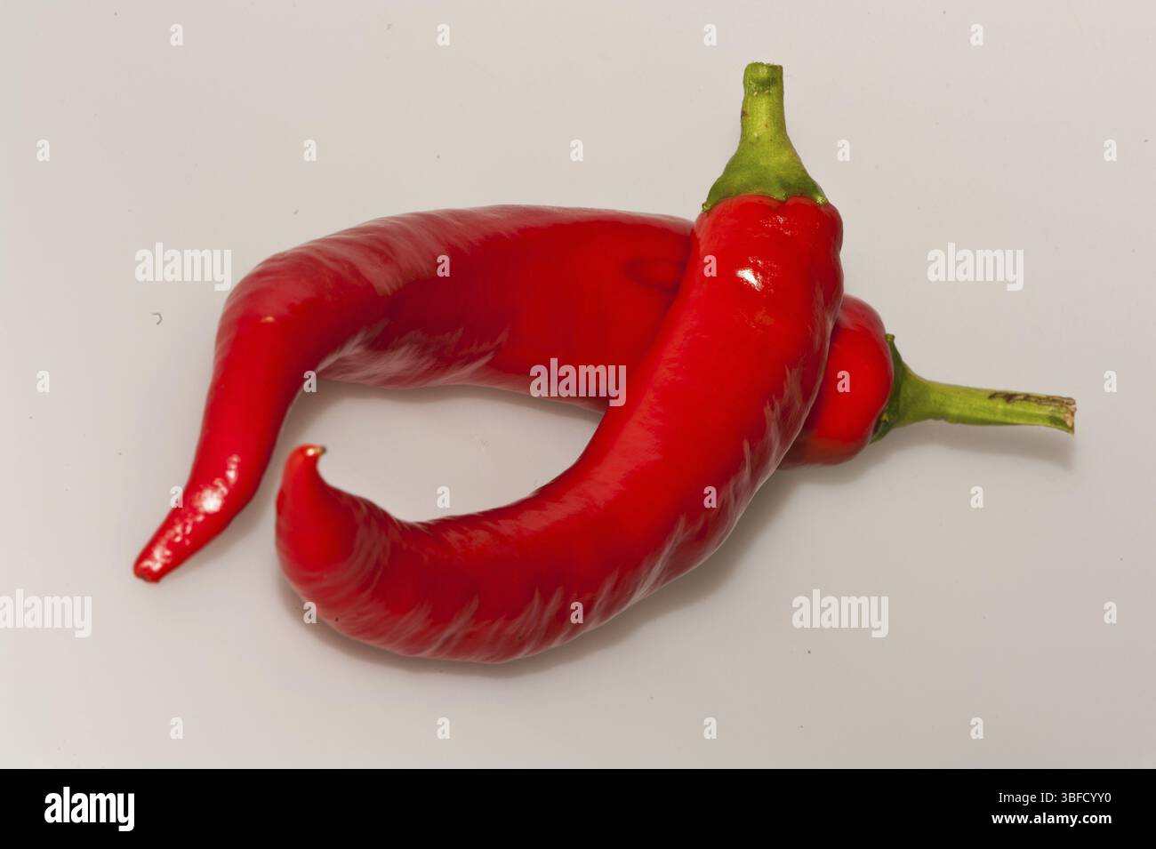 Chaud (Capsicum annuum) Banque D'Images
