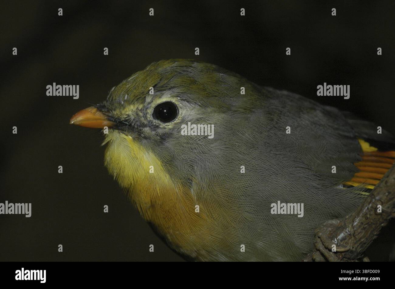 Sunbird, Nightingale chinois (Leiothrix lutea) Banque D'Images