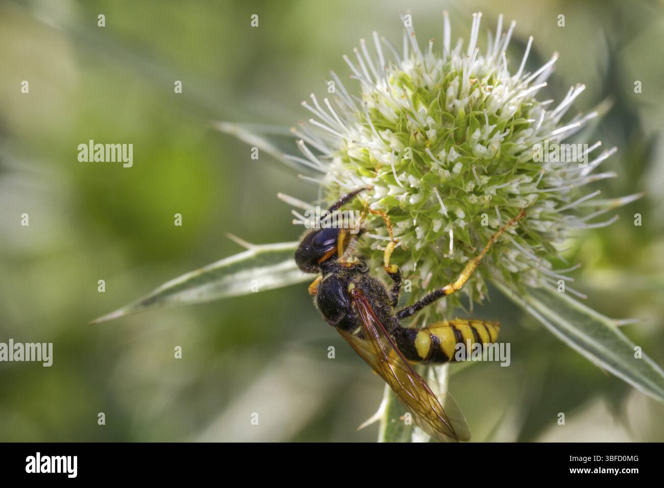 Loup d'abeille dans la litière de l'homme de champ (Philanthus triangulum) Banque D'Images