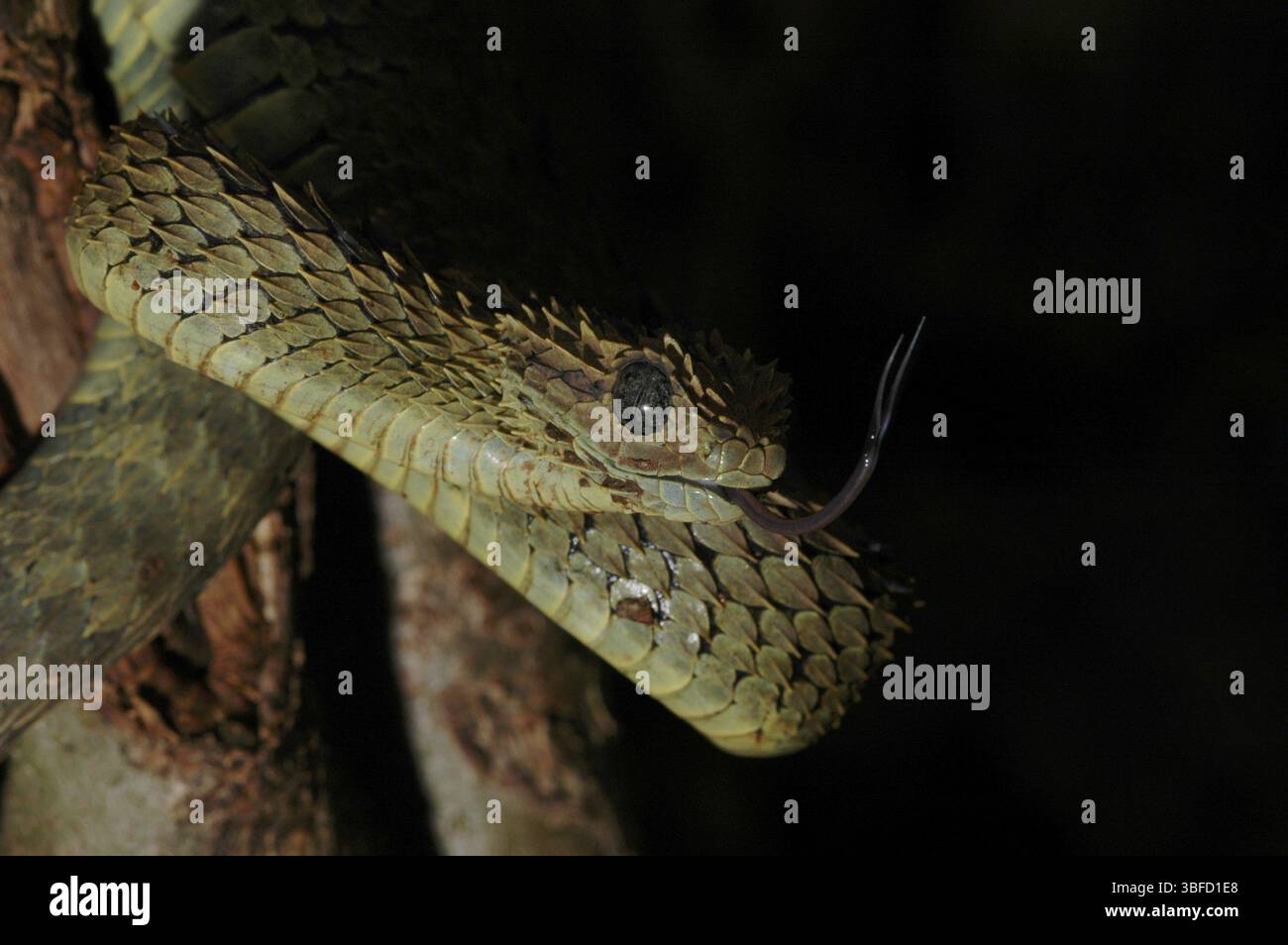 Vipère de Bush (Atheris hispida) Banque D'Images