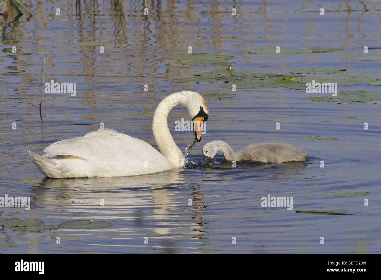 Cygne muet (cygnos olor) Banque D'Images