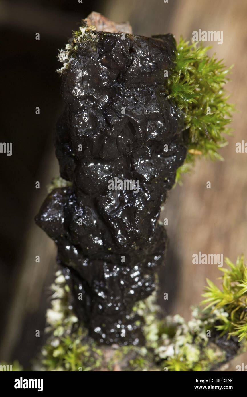 Glandelier verruqueux (Exidia nigricans) Banque D'Images
