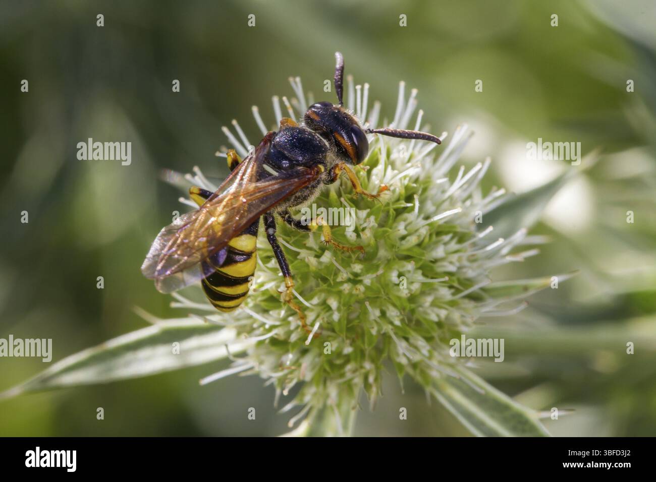 Loup d'abeille dans la litière de l'homme de champ (Philanthus triangulum) Banque D'Images