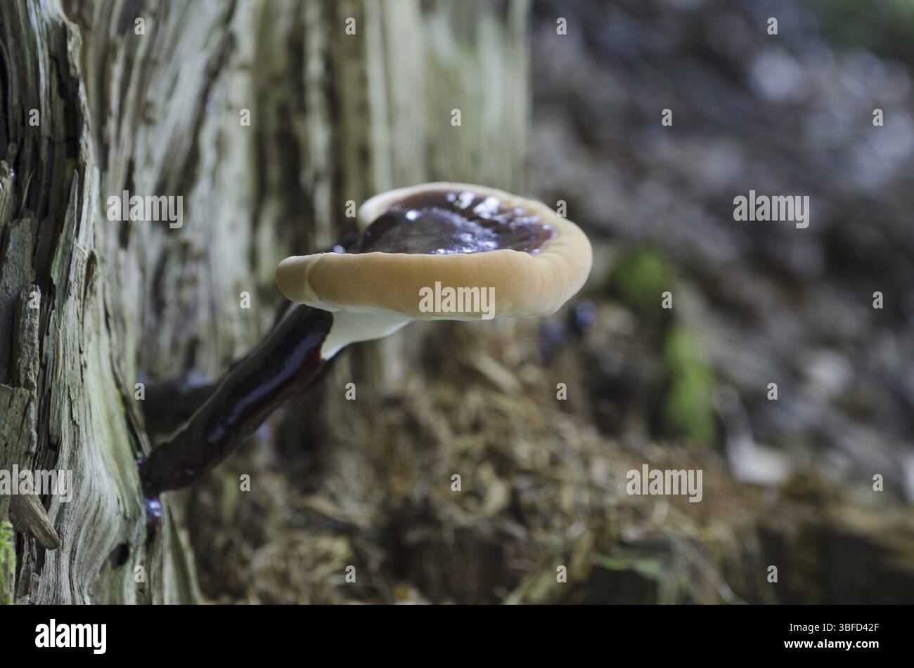Champignon Lingzhi (Ganoderma lucidum) Banque D'Images