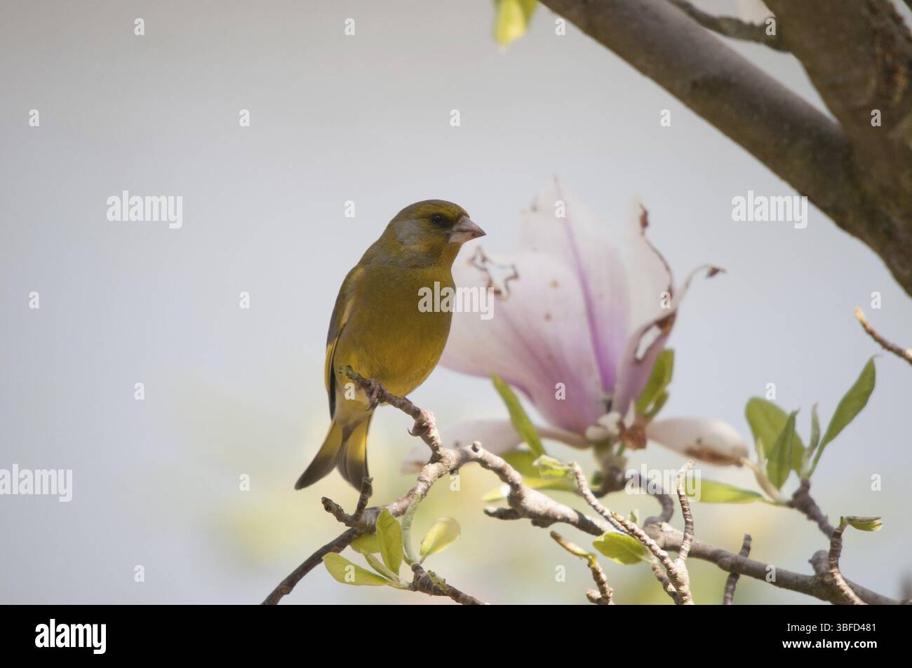 Verdure (Serinus citrinella) Banque D'Images