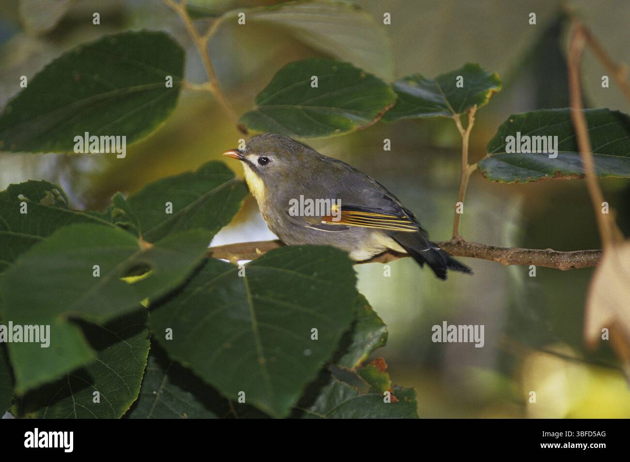 Sunbird, Nightingale chinois (Leiothrix lutea) Banque D'Images