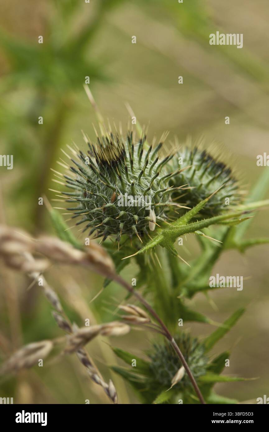 Spear Cirsium vulgare) Banque D'Images