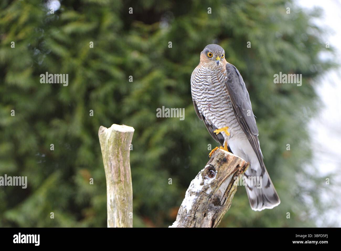 Fauve (Accipiter nisus) Banque D'Images