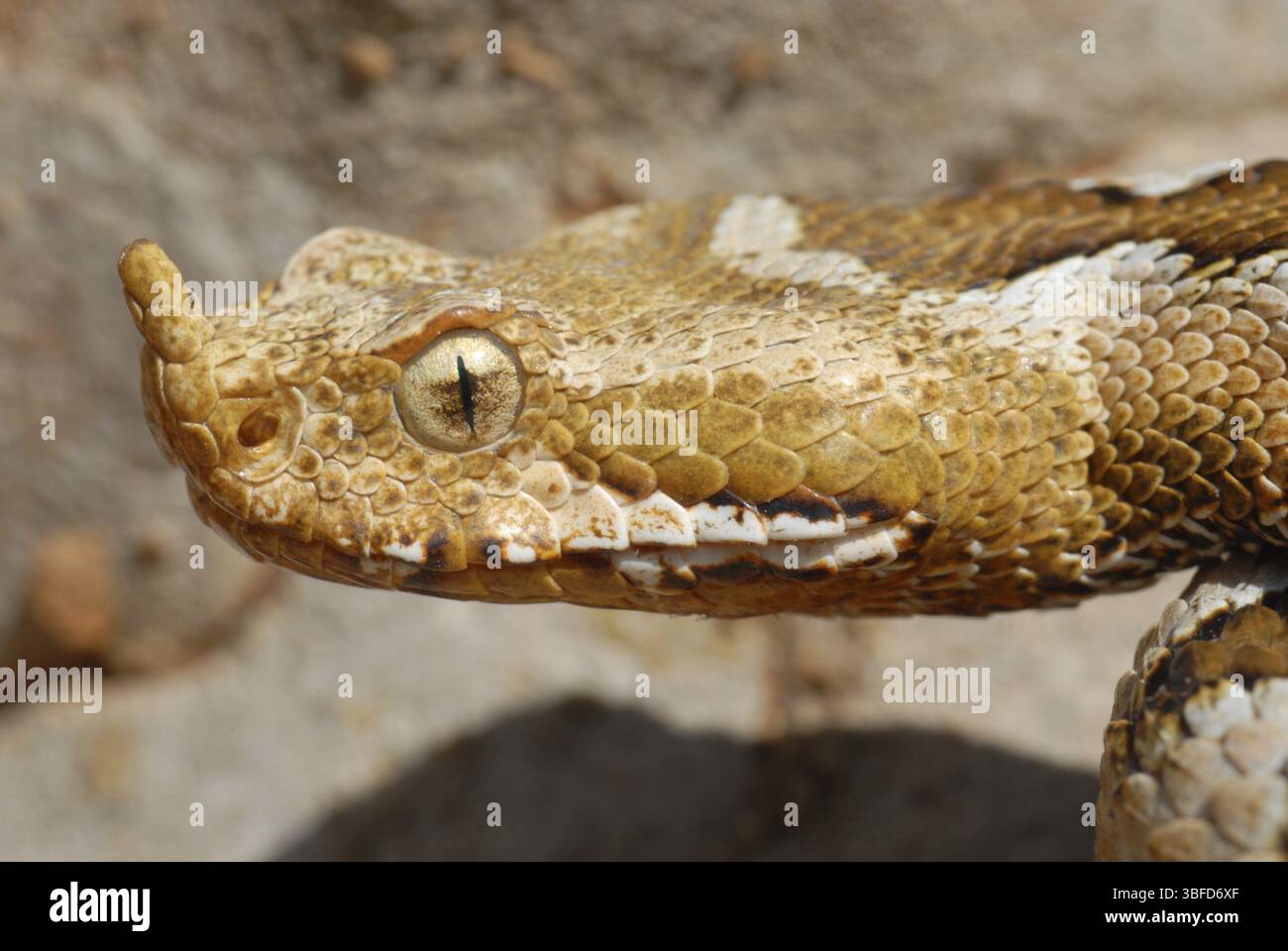 Vipère à cornes (Vipera ammodytes) Banque D'Images