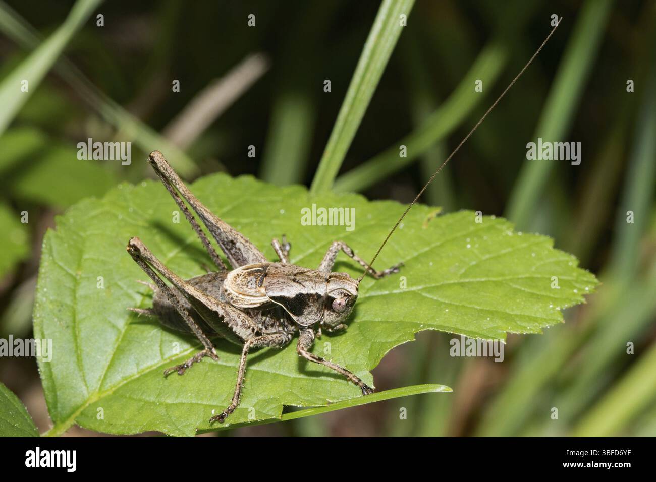 Cricket de brousse commun, cricket de brousse foncé (PHolidoptera griseoaptera) Banque D'Images