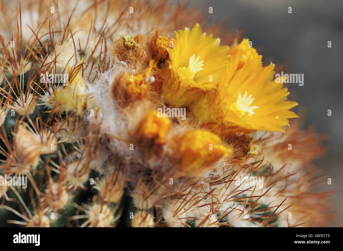 Thelocactus conothelos (thelocactus conothelos) Banque D'Images