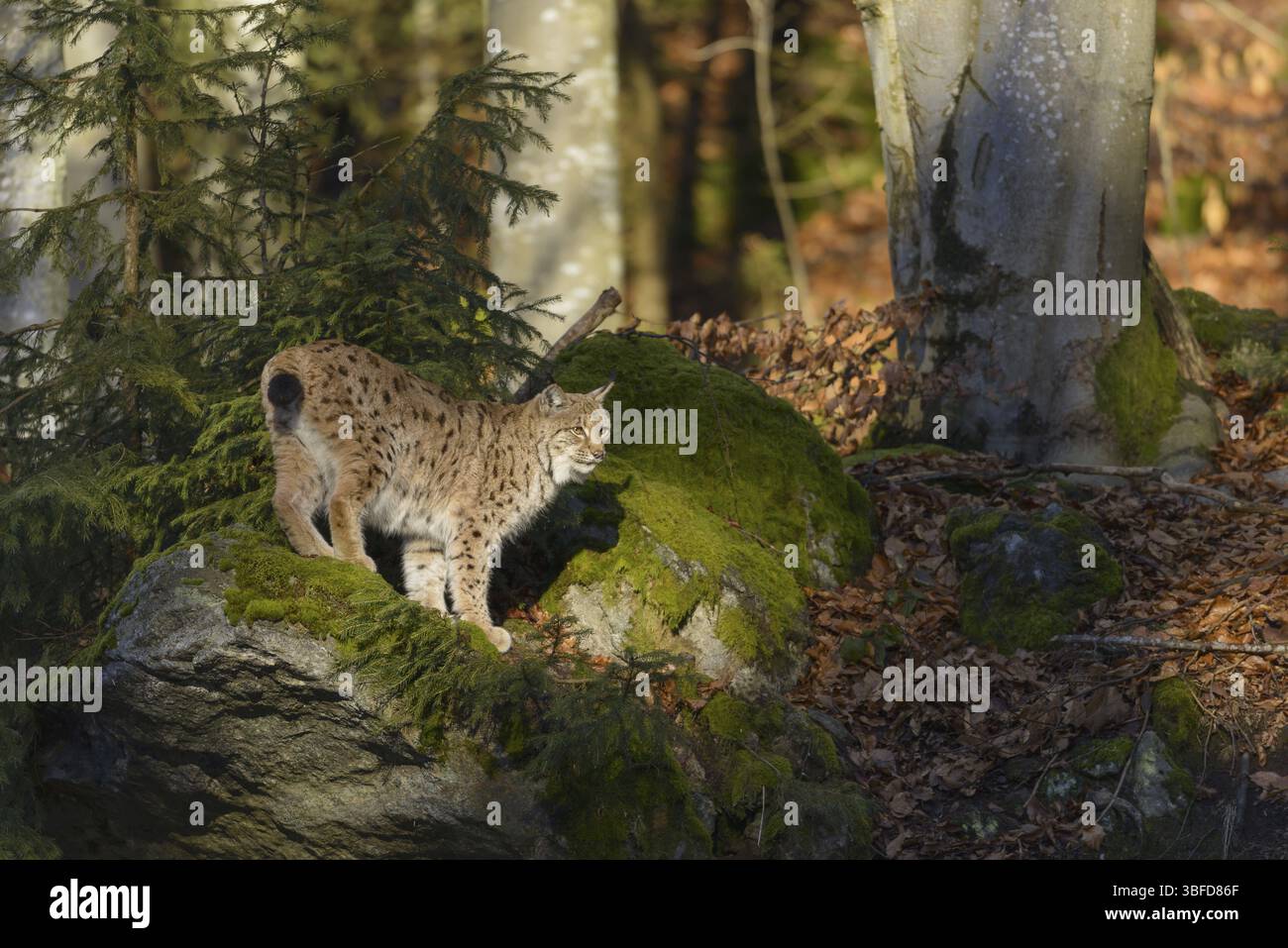 Le lynx eurasien (Lynx lynx) Banque D'Images