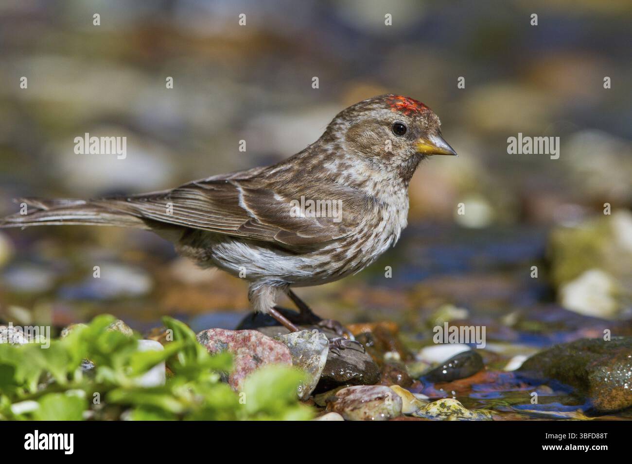 Sizerin flammé (Carduelis flammea) Banque D'Images