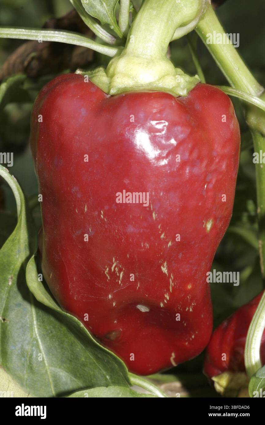 Paprika (Capsicum) Banque D'Images