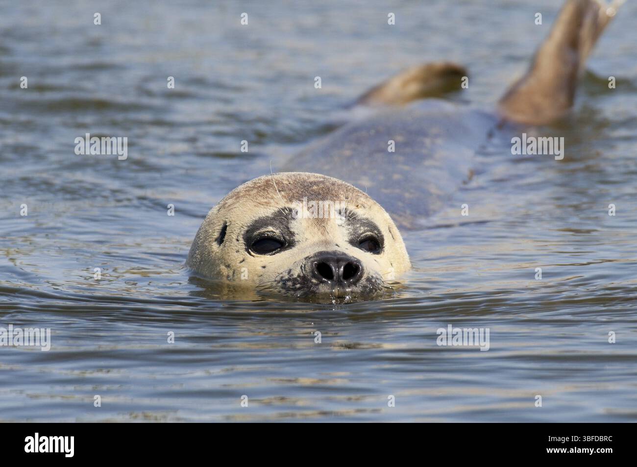 Phoque commun (Phoca vitulina) Banque D'Images