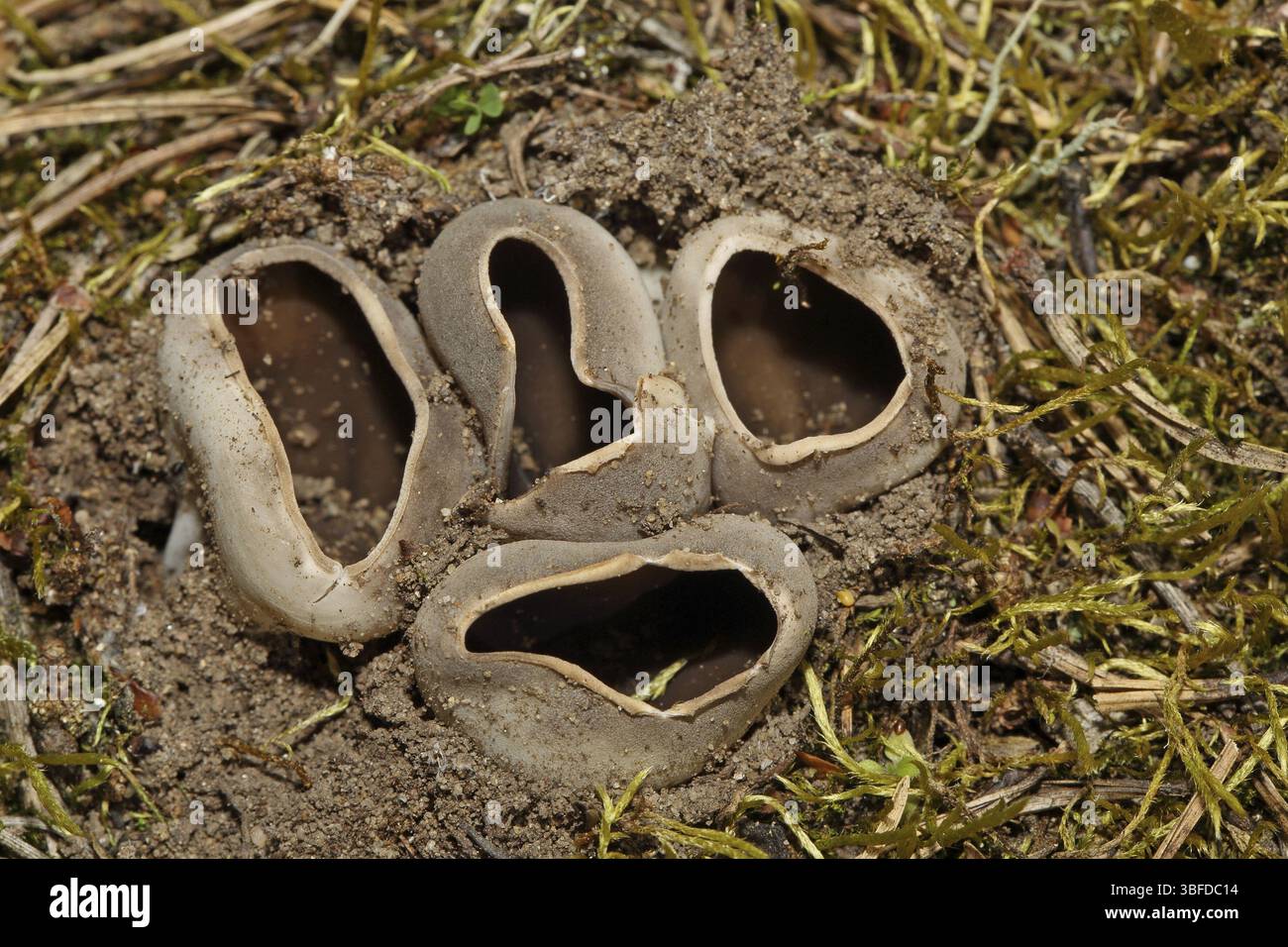 Champignon de la coupe couronnée (Sarcosphaera coronaria) Banque D'Images