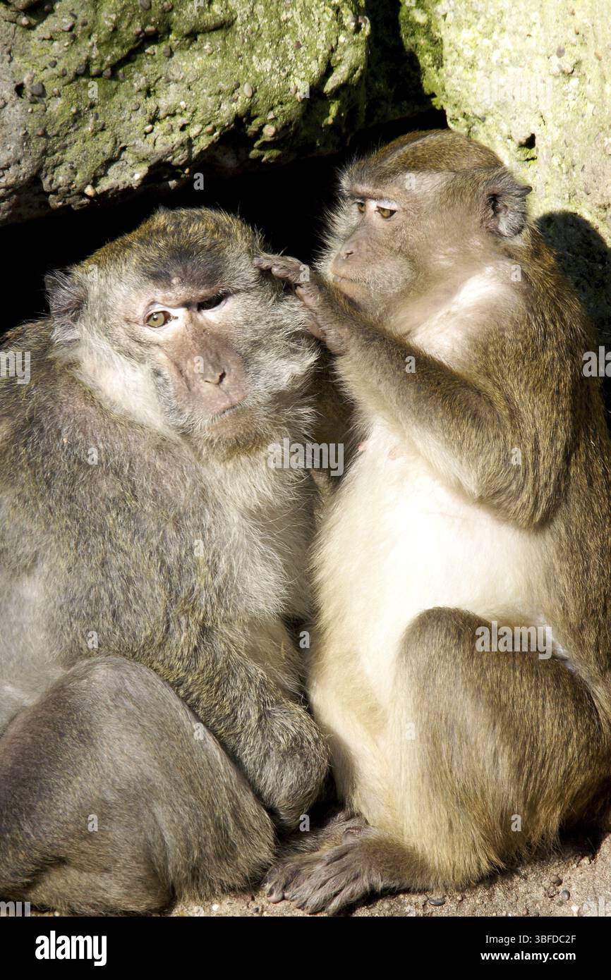 Singe Java avec juvénile (Macaca fascicularis) Banque D'Images