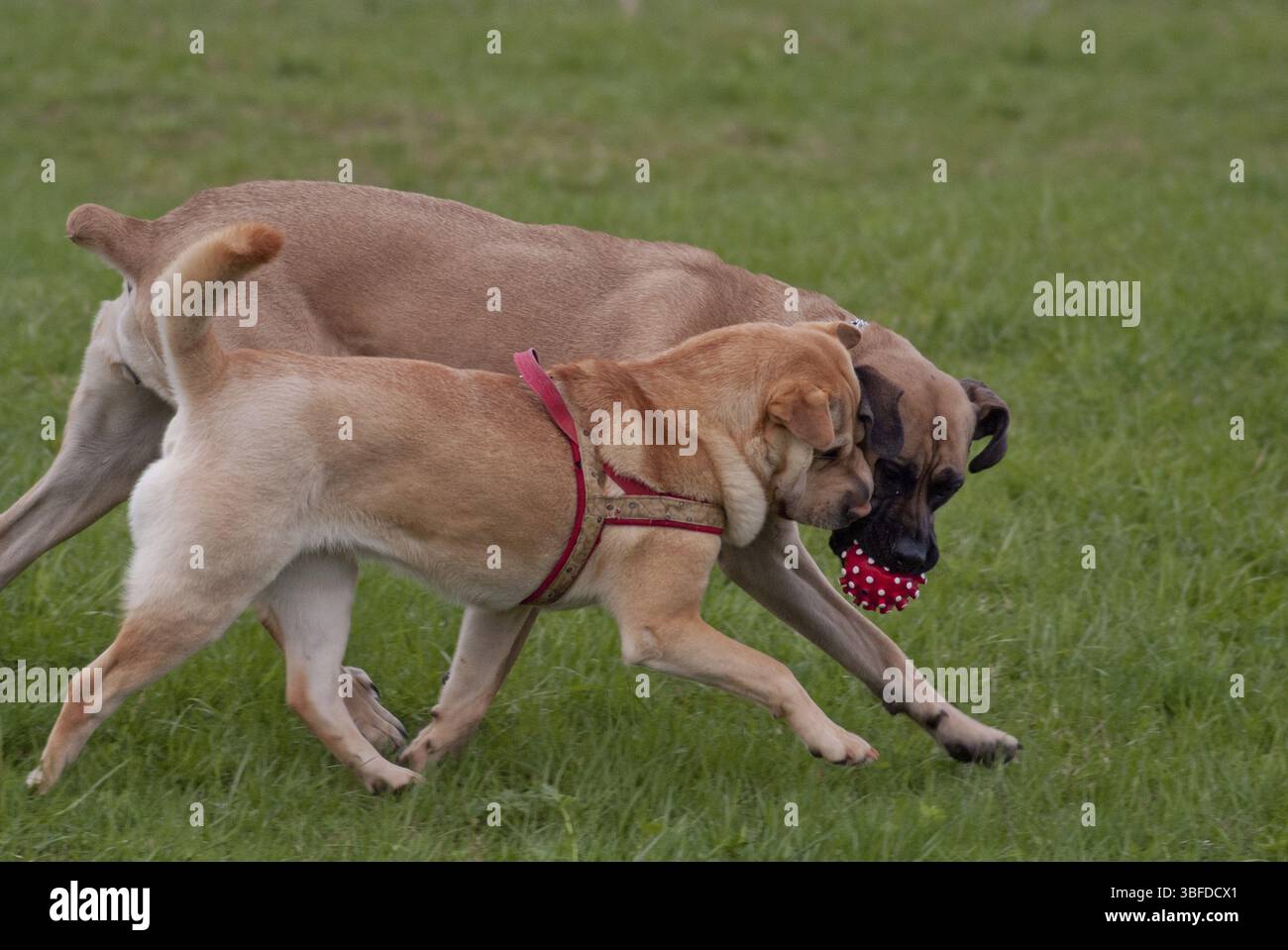 Shar pei et Cane corso (Canis lupus familiaris) Banque D'Images