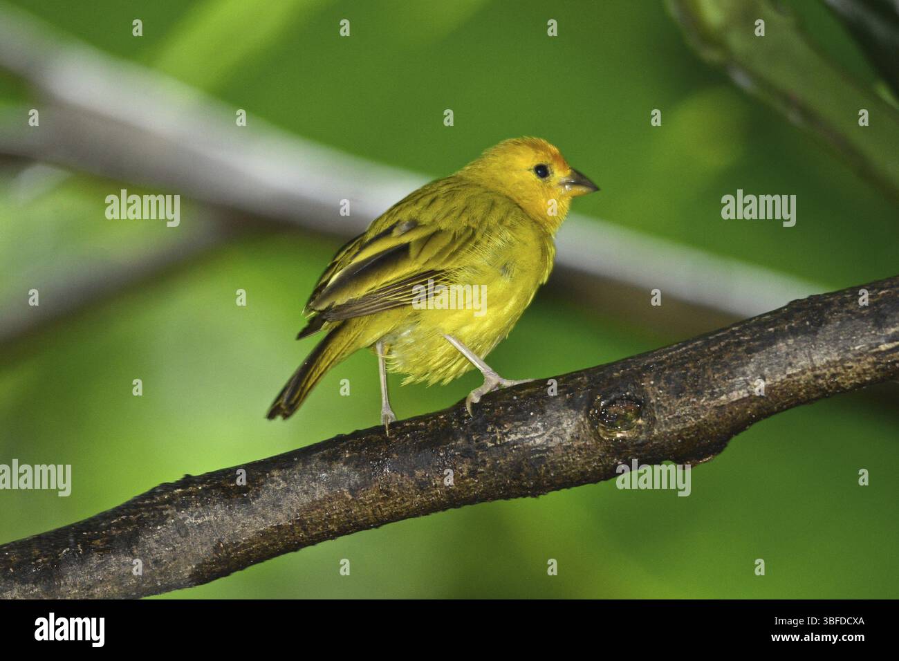 Saffron Sparrow, femelle (Sicalis flaveola) Banque D'Images