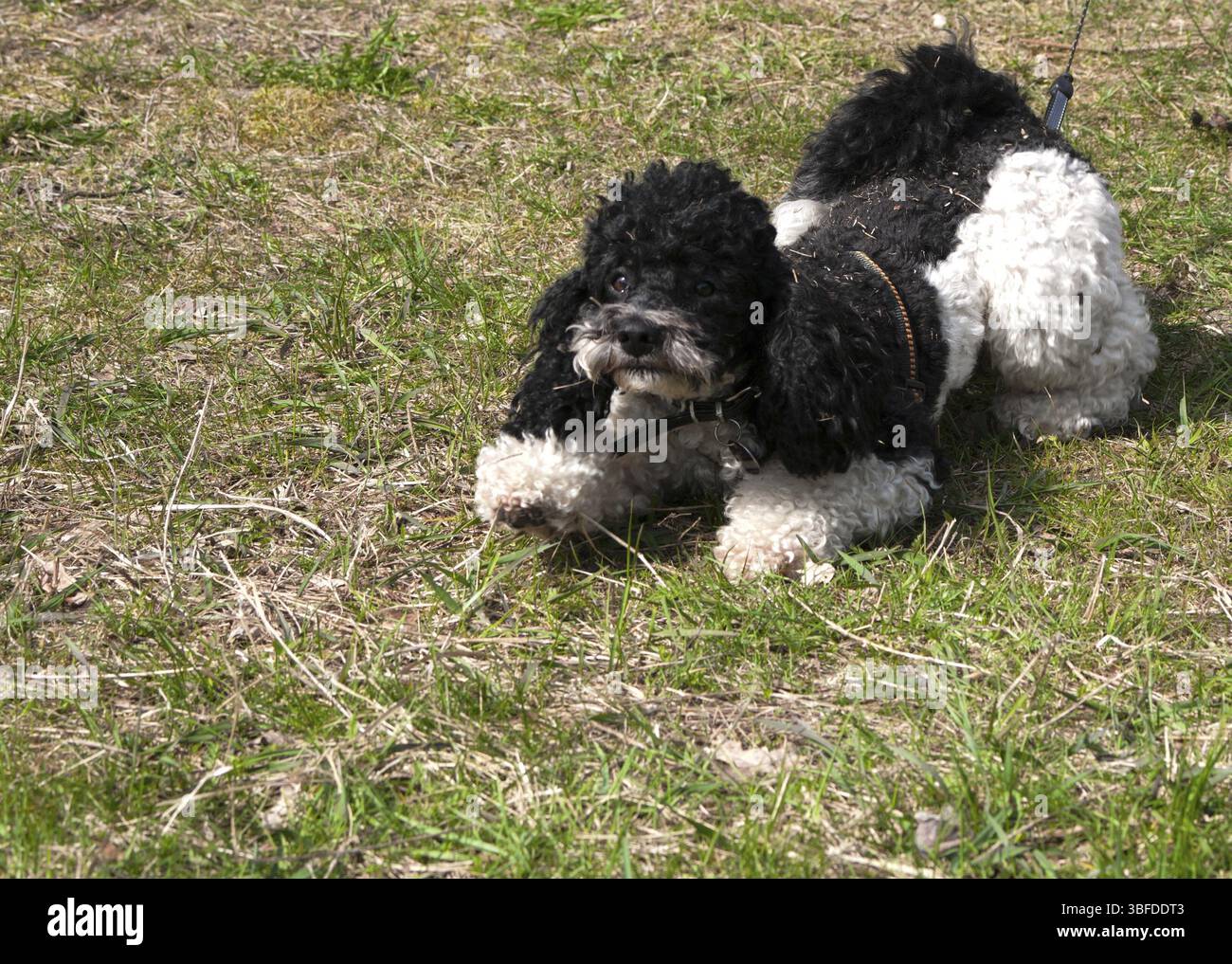 Caniche arlequin en action Banque D'Images