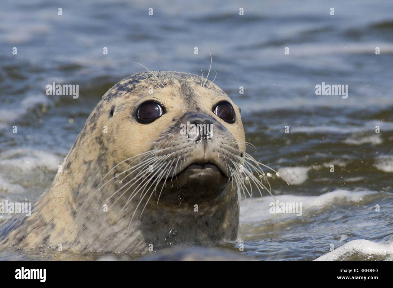 Phoque commun (Phoca vitulina) Banque D'Images