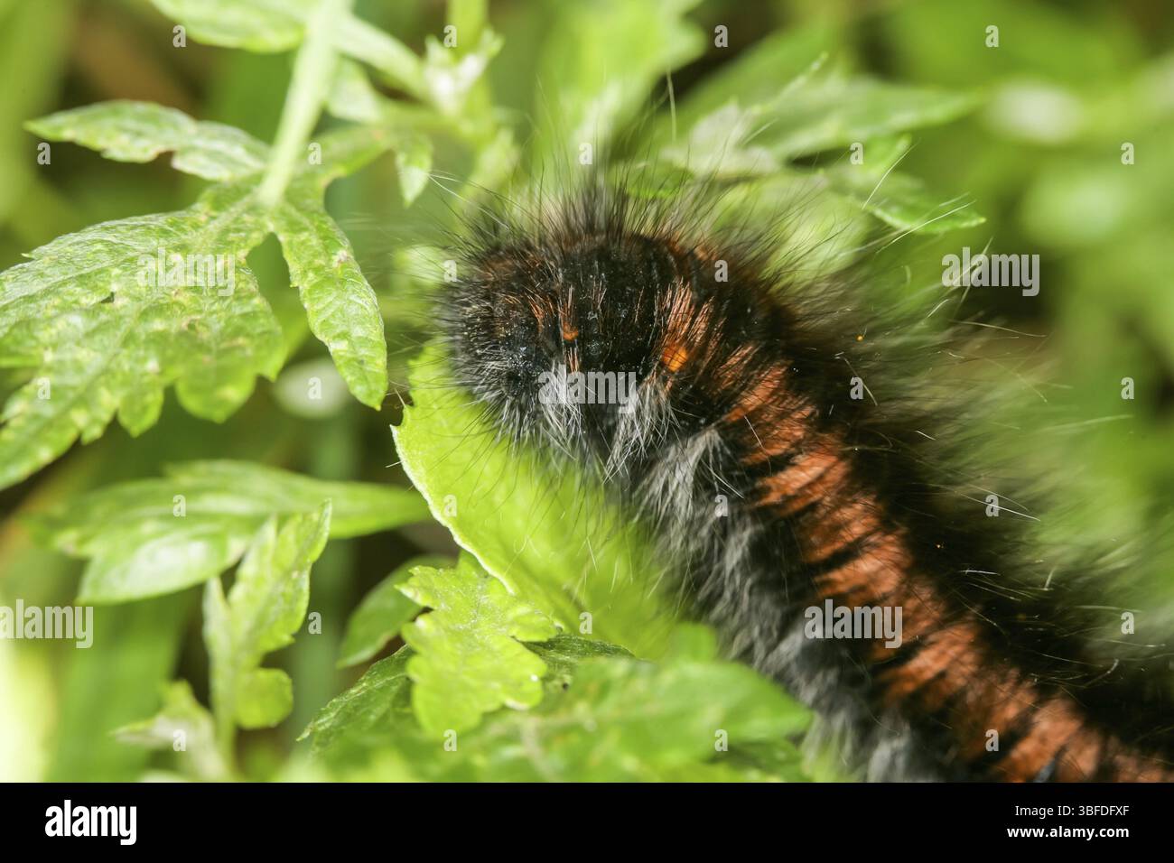 Mites de la mûre (Macrothylacia rubi) Banque D'Images