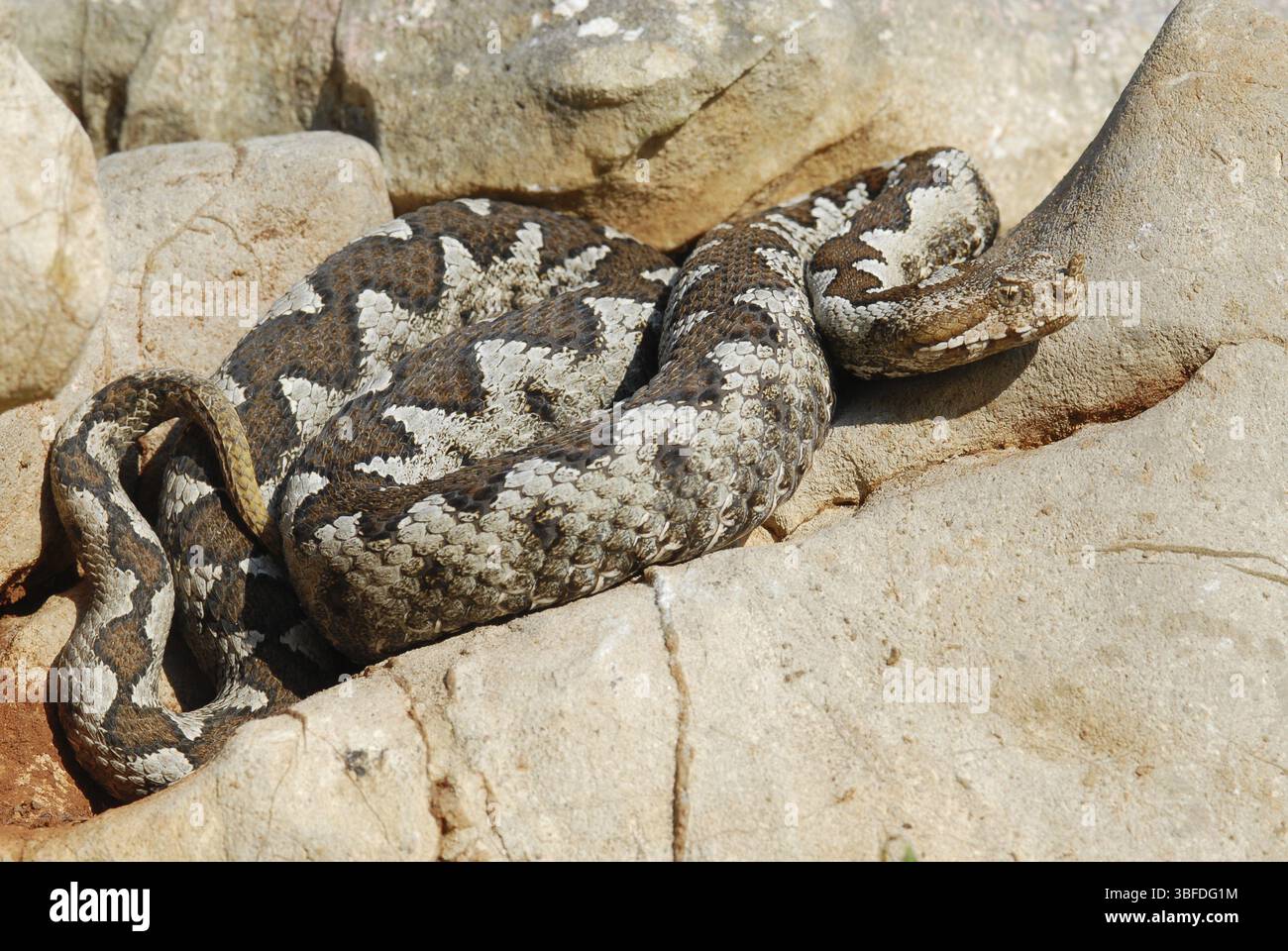 Vipère à cornes (Vipera ammodytes) Banque D'Images