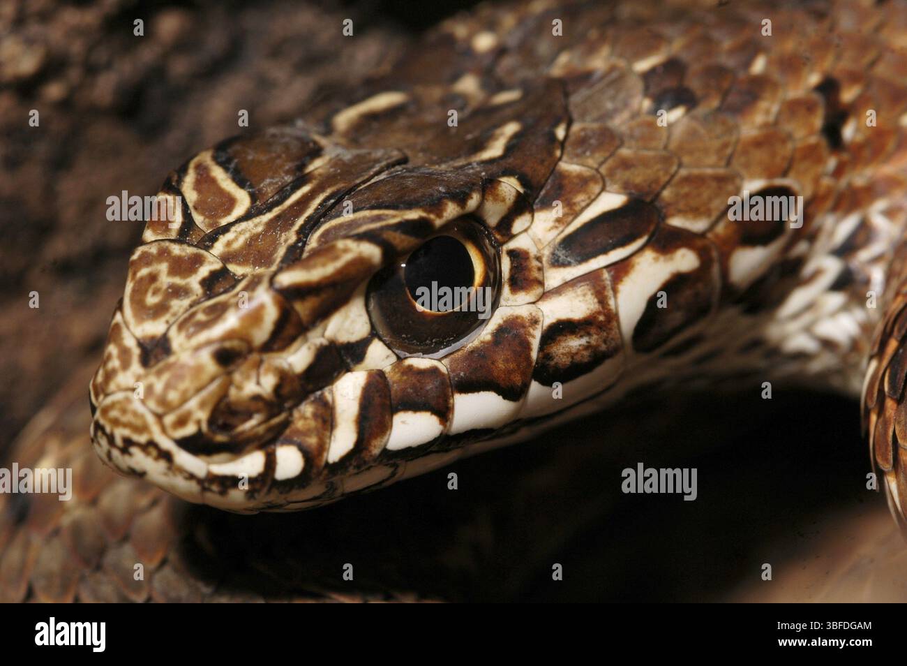 Serpent de Montpellier oriental (Malpolon monspessulanus insignitus) Banque D'Images