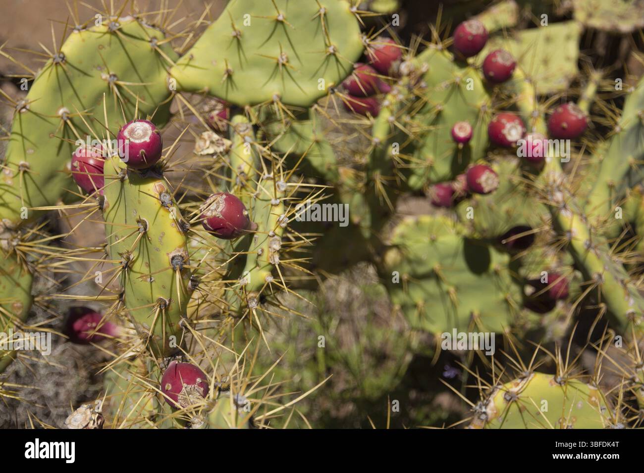 Opuntia (Opuntia) Banque D'Images