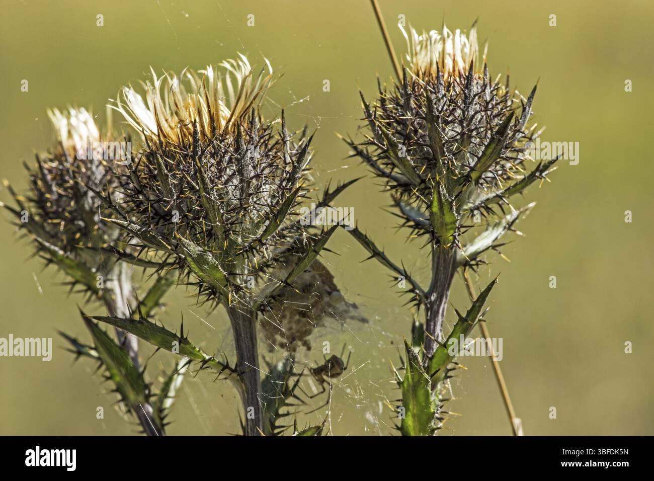 Chardon doré (Carlina vulgaris) Banque D'Images